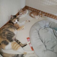 保護猫
