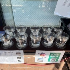 メダカ　1セット550円〜