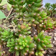 根付きの抜き苗　虹の玉　多肉植物　サボテンの画像
