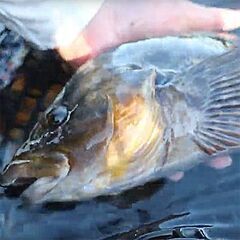 釣り場や釣り方を紹介してください。 - 鶴岡市