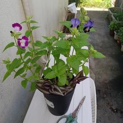 交渉中❗植物₩トレニア２色&トラディスカンチン