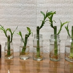 ミリオンバンブー　1本　