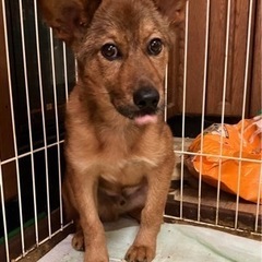 🐕保護犬の里親さん募集🐕