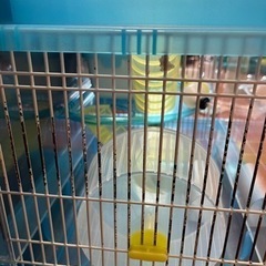 (ペット) アイリスオーヤマ ハムスターケージ 2階建てクリアブルーの画像