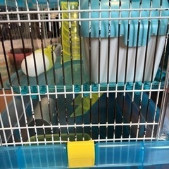 (ペット) アイリスオーヤマ ハムスターケージ 2階建てクリアブルーの画像