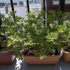 ローズゼラニウム　鉢植え