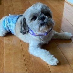 【決まりました！】シーズーの男の子！愛くるしさ満点！