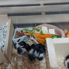 (相談中)ハムスター　男の子🐹女の子🐹