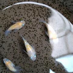 王華ダルマ メダカ 有精卵20個 紅白 ラメの画像