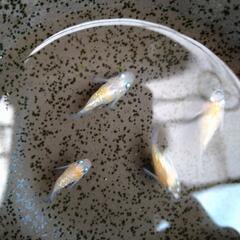 王華ダルマ メダカ 有精卵20個 紅白 ラメ