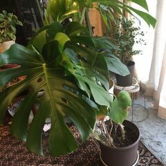 観葉植物　モンステラ　木立ちベゴニア　
