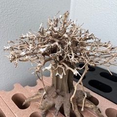【決まりました】ガジュマル 水景ＢＯＮＳＡＩ 盆栽リウム 流木 ...