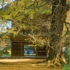 あきる野・檜原で山林情報をお持ちの方おりませんか？