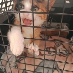 子猫メス
