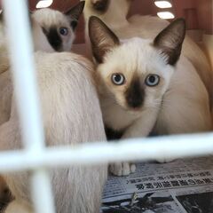 シャム猫　仔猫　里親募集です！