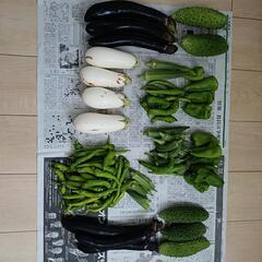 野菜セット カボチャとトマトと大葉も。