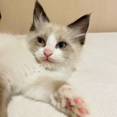 6〜7週のシャム猫風の男の子