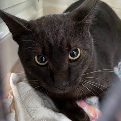 白混じりの黒猫