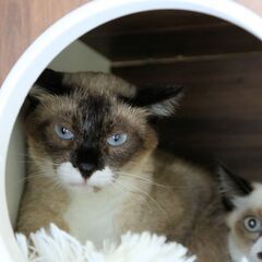 【トライアル中】10歳程度スノーシュー系の猫さんを保護しました里...