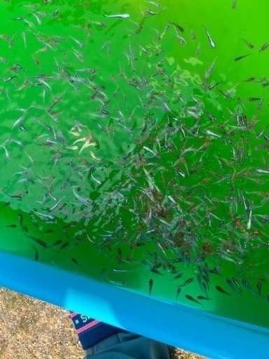メダカ　プールのメダカ400匹位　商談中