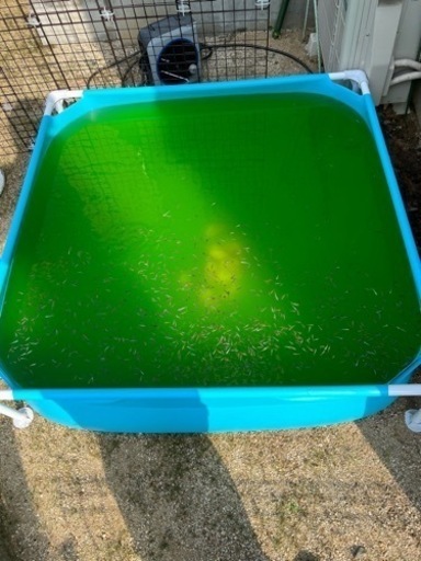 メダカ　プールのメダカ400匹位　商談中