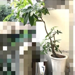パキラ