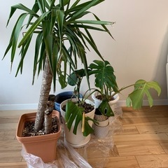 観葉植物　モンステラ 、ユッカをお譲りします。