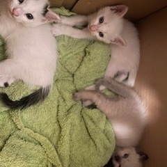 生後約1ヶ月 子猫