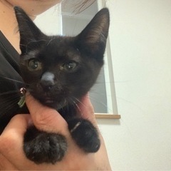 イケメン黒猫⭐︎男の子です！