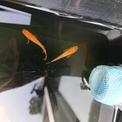 紅帝ラメ 紅帝 めだか メダカ