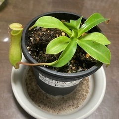 【引き渡し者決定】ウツボカズラ　ベントラータの画像