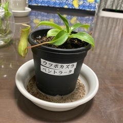 【引き渡し者決定】ウツボカズラ　ベントラータ