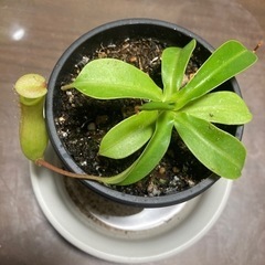 【引き渡し者決定】ウツボカズラ　ベントラータの画像