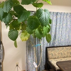 【お取引先決まりました】ウンベラータの画像
