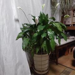 スパティフィラム観葉植物の画像