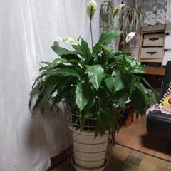 スパティフィラム観葉植物の画像