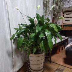 スパティフィラム観葉植物