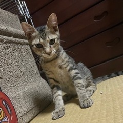 里親になってください