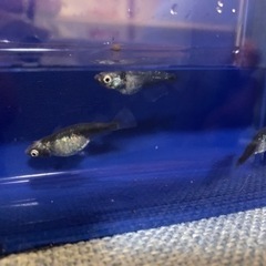 メダカ100種類以上、飼育、販売しております🐟🌸