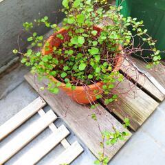 ワイヤープランツ 5合鉢の画像