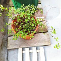 ワイヤープランツ 5合鉢の画像