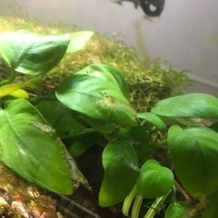 ヌカエビ　ヌマエビ　20匹