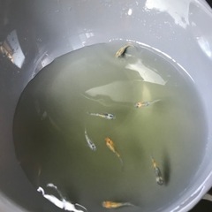 オーロラ黄ラメ販売の画像