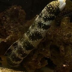 クモウツボとライブロック 