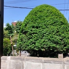 「枝払い」お任せください!! - 札幌市