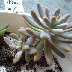 無料！初心者様向け多肉植物　秀麗(秋麗)　１～3苗の画像