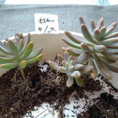 無料！初心者様向け多肉植物　秀麗(秋麗)　１～3苗の画像