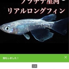 プラチナ星河リアルロングフィン 稚魚8匹とダークブルーシュリンプ稚エビの画像