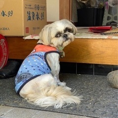 シーズー犬探してます！【迷子、犬】拡散お願い致します！ - 長生郡
