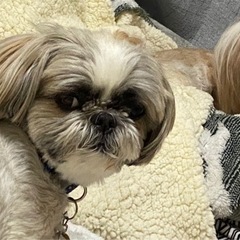 シーズー犬探してます！【迷子、犬】拡散お願い致します！ - 手伝って/助けて